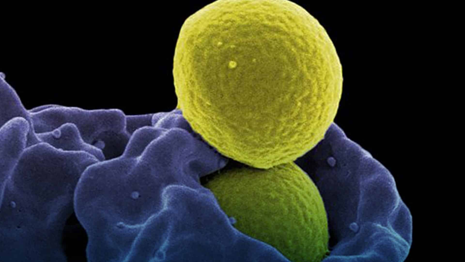 Inmunología en el embarazo