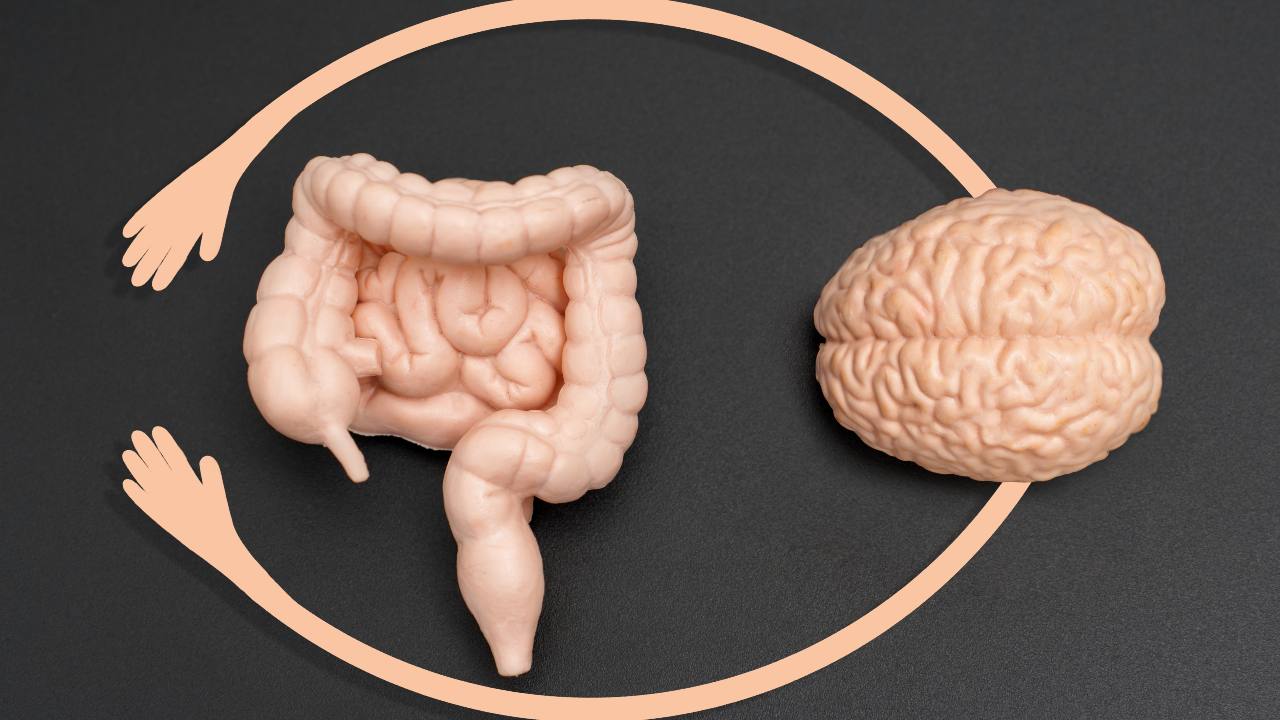 Conexión entre intestino y cerebro para bienestar físico y mental