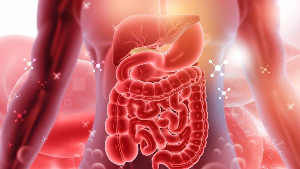 El sistema digestivo: La clave invisible para una salud total