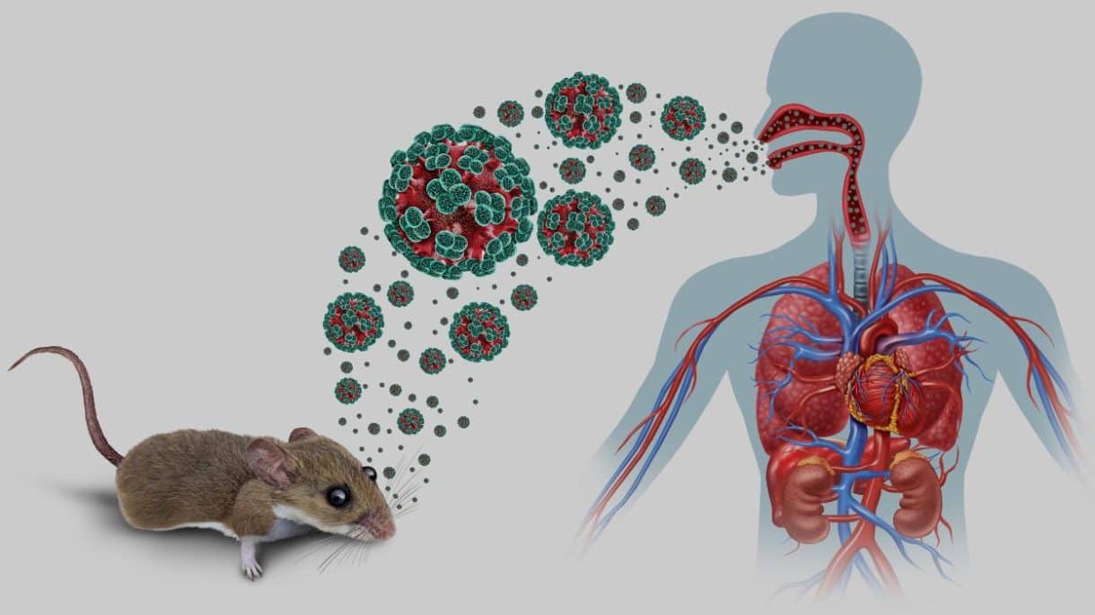 Roedor salvaje portador de hantavirus