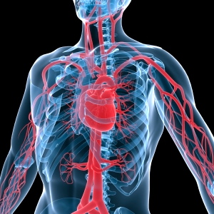 La comida chatarra perjudica tus arterias. ¡Cuídalas con una dieta sana!