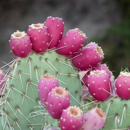 nopal